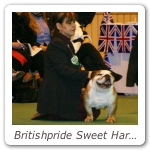 Britishpride Sweet Harmony - CRUFTS