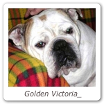 Golden Victoria_