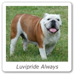 Luvipride Always
