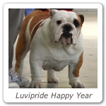Luvipride Happy Year