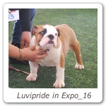 Luvipride in Expo_16