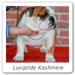 Luvipride Kashmere
