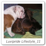 Luvipride Lifestyle_11