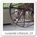 Luvipride Lifestyle_13