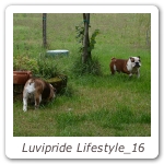 Luvipride Lifestyle_16