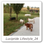 Luvipride Lifestyle_24