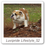 Luvipride Lifestyle_52