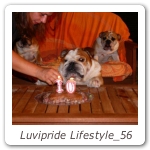 Luvipride Lifestyle_56