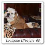 Luvipride Lifestyle_66