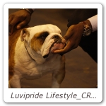 Luvipride Lifestyle_CRUFTS_2013_07