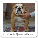 Luvipride QuentinTarantino 02