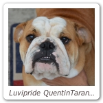 Luvipride QuentinTarantino 04