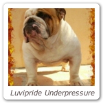 Luvipride Underpressure