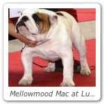 Mellowmood Mac at Luvipride