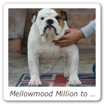 Mellowmood Million to One 02