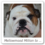 Mellowmood Million to One 04