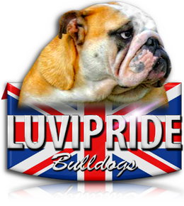 Luvipride Bulldogs Allevamento Riconosciuto Enci E Fci